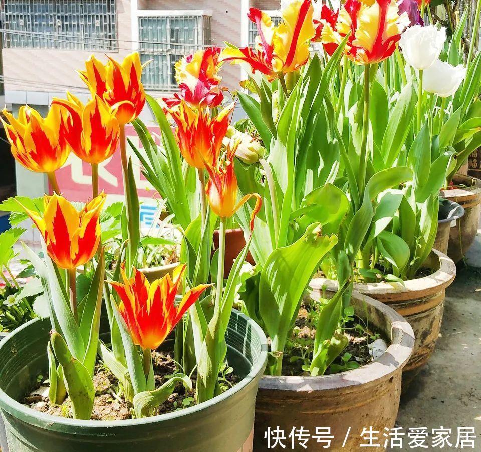 福建人爱养花草盆景,他们对花草形态是有“高要求”的!