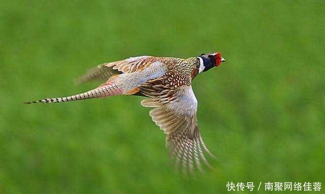 钓鱼穷三|俗语:“三虎出一豹,三斑出一鹞”啥意思?三句经典道尽处世智慧