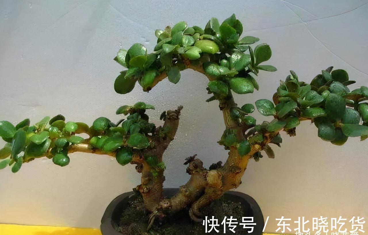 六种“长寿花”，越老越值钱，花开富贵，越养越精贵