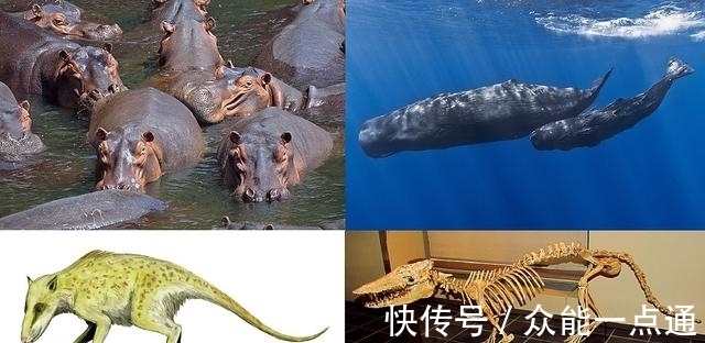 公孙龙@乱套了!犀牛原来是马不是牛,河马原来是牛不是马?