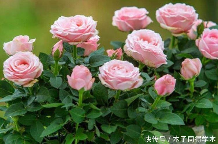 养花就养这几款,全年开花不停,花色鲜艳夺目,花朵美艳迷人