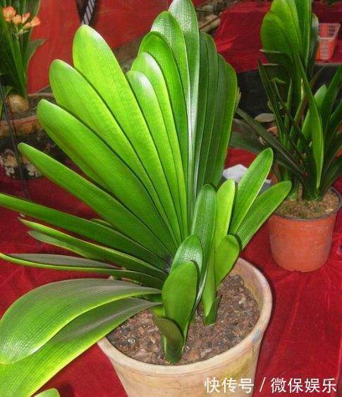 君子兰不砍头也能爆仔,浇点营养水,叶子油绿有精神!