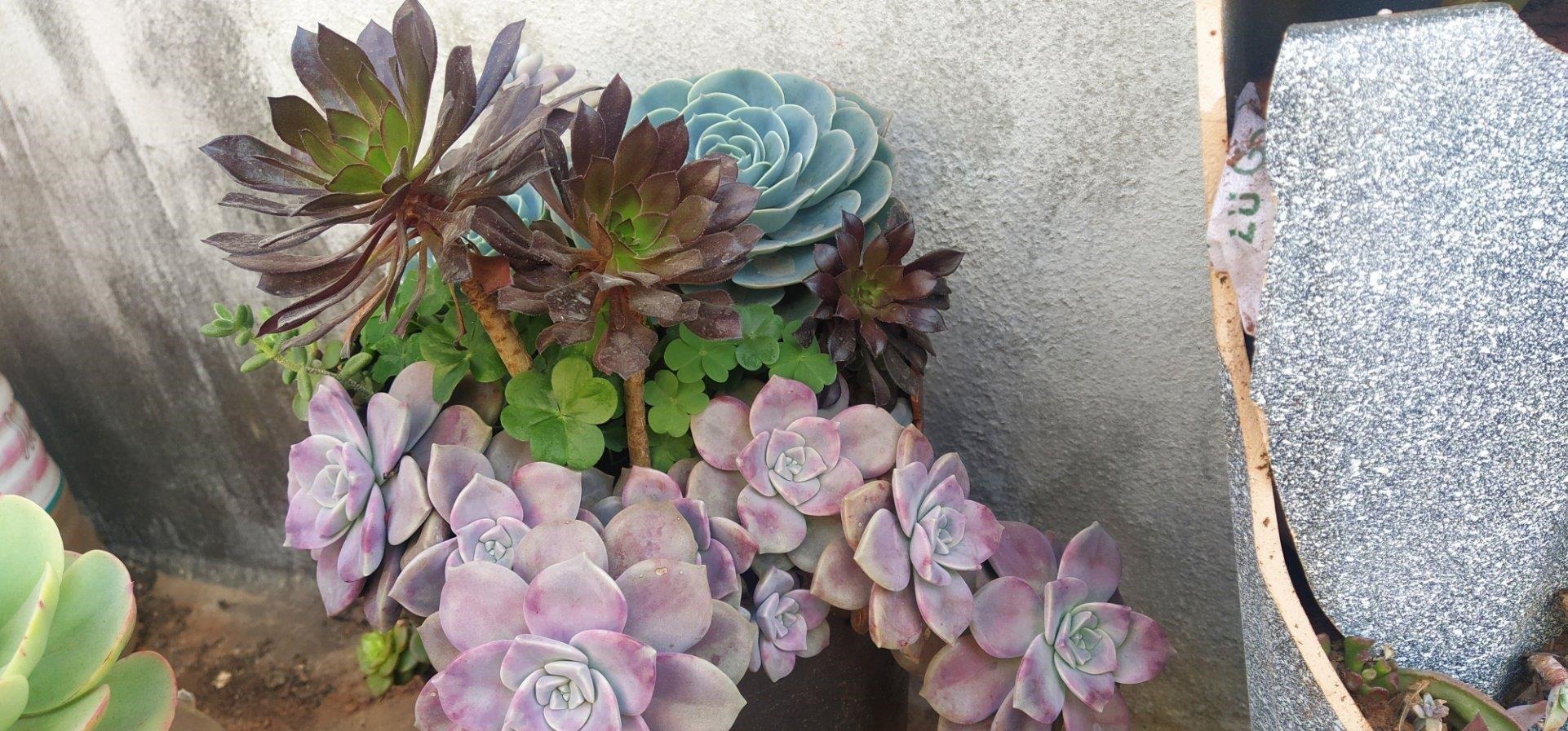 多肉有“三怕”，入冬养护要避开，猛蹿芽冒新根，憋成群生肉墩子