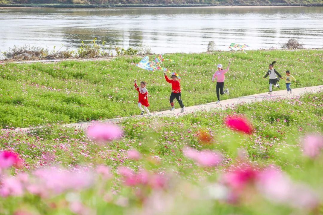 中年|文明旅游丨硫华菊、波斯菊……春游佛山，你被花海包围了！