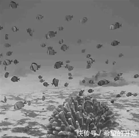 海洋科学 老照片 57年前下潜1万米到地球最深处 人类第一次看到了什么 P Ssl Img 36