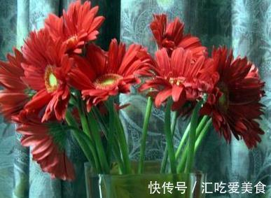 心叶球兰|农历十一月大雪过后,养什么花?家里养3种花,健康如意福开新运