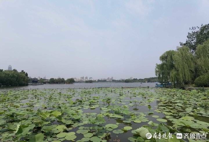 李培乐|河面鲜见荷花，到济南大明湖赏荷还要再等等