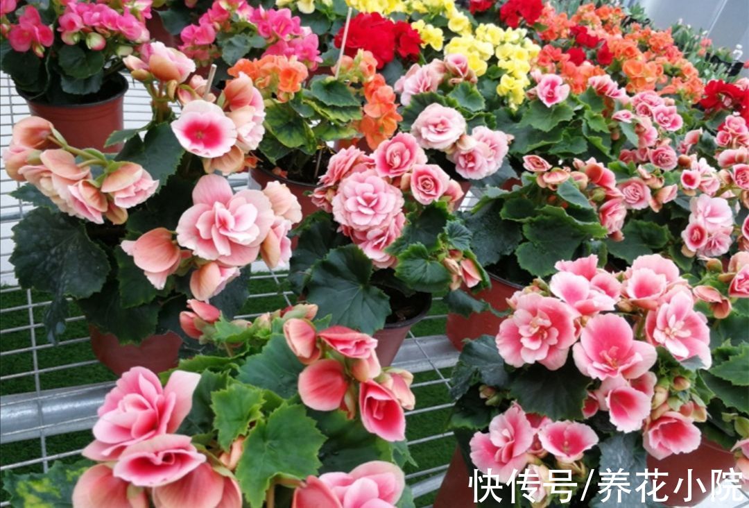 好养|9月适合入手5种花，开花漂亮又好养，很快就能长花苞