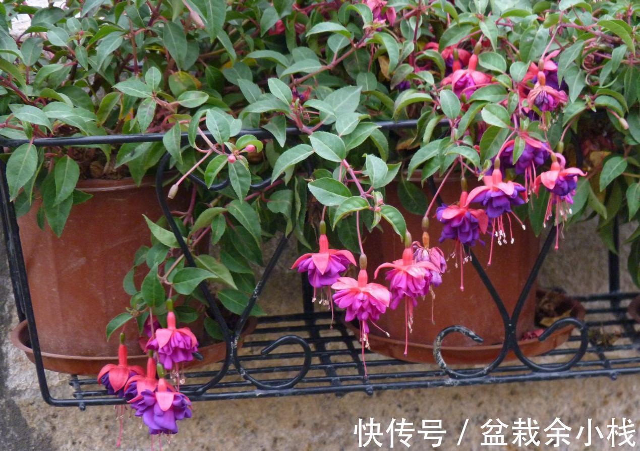 它盛开中的花朵像一个个灯笼，挂满枝头真喜庆，好看又好养