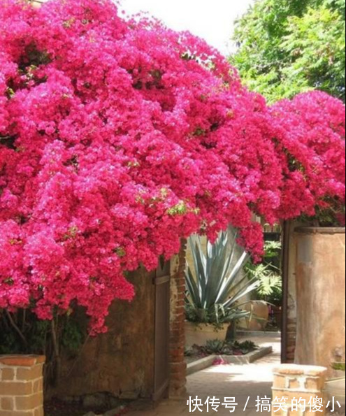 4种花专挑秋天爆盆,养一盆连续爆花3个月,花多花美