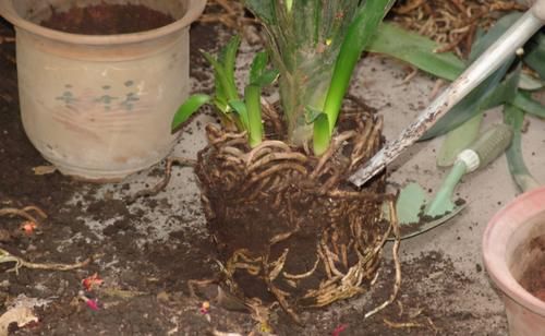 【值得收藏】集合常见的养花问题，帮分析病因、解决方法