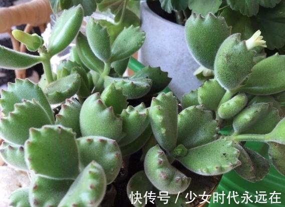 养多肉熊童子,不碰就掉叶子,你知道为什么,该怎么抢救吗?