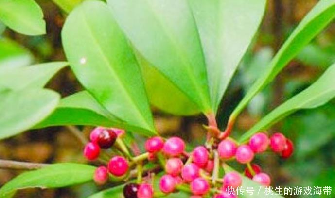 血液通暢的女性,皮膚才會(huì)細(xì)膩,常吃“活血果”,助你活血防癌!