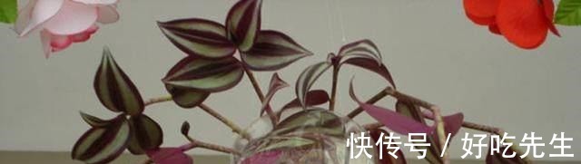 客厅|养这三种吊兰,美翻你的客厅,随便一插就能活,根本不用买!