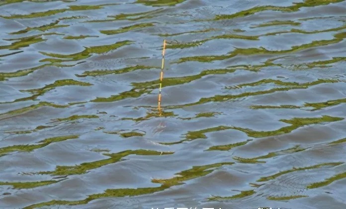 冬季浮漂信号小?3大绝招放大你的浮漂信号