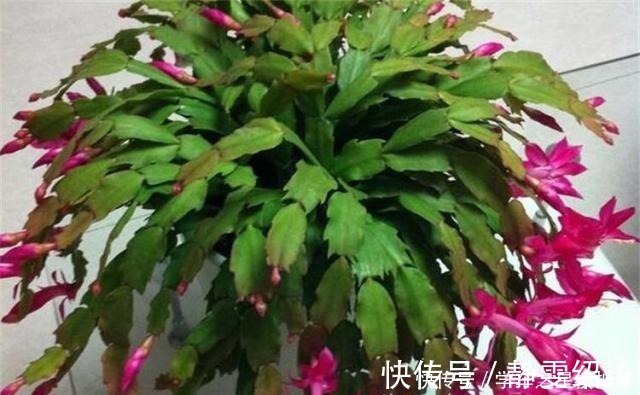 溶液|养蟹爪兰,别只浇水,用点这种“溶液”,茎节横生开花红红火火!