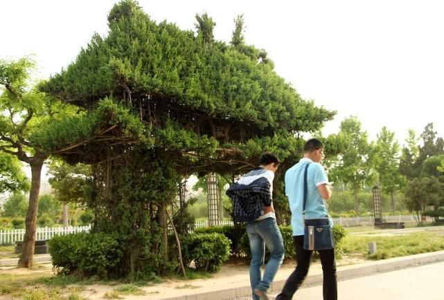 老年|山东菏泽：一景区现“最任性柏树宫殿屋”引游人驻足观看