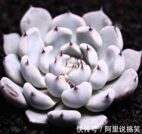 精挑细选32种多肉植物，1分钟掌握养护技巧，非常实用