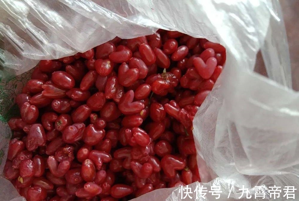 野生|它是“春季第一野果”,含钙很高,市场40元一斤,山里遇见赶紧摘