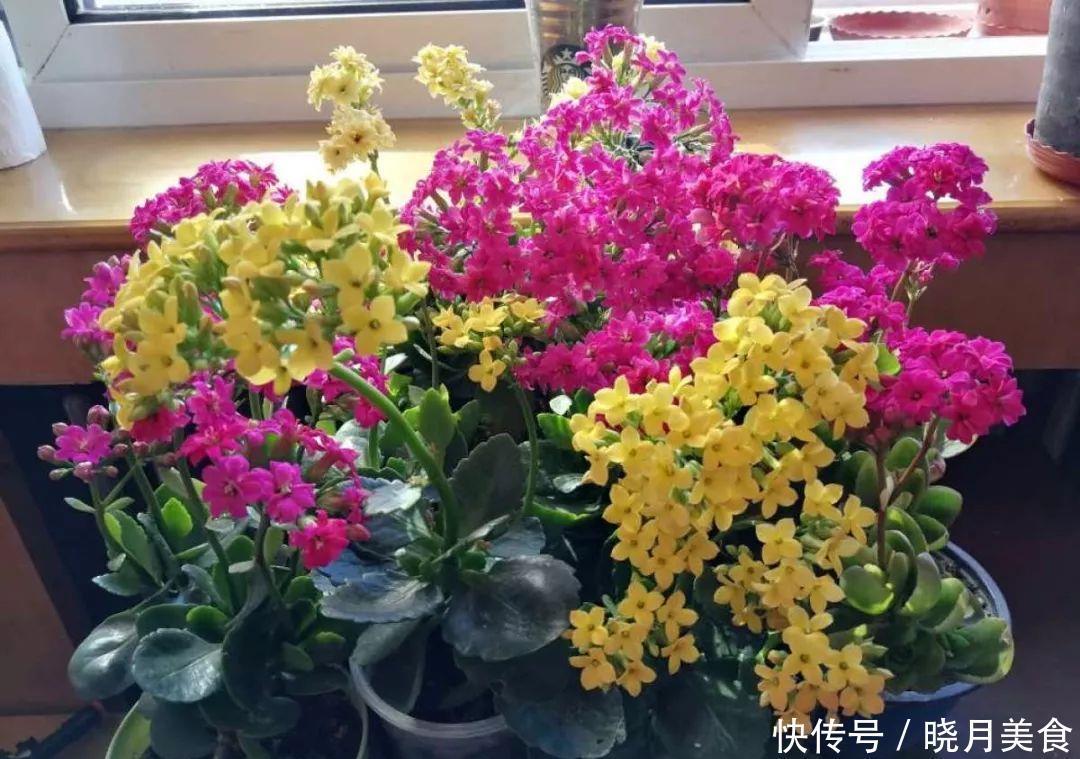 养花技巧:长寿开花不过瘾,学会1招,让它爆开1000朵