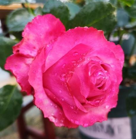 有机肥|月季花秋冬该怎么施肥,三种苗情施肥大不同