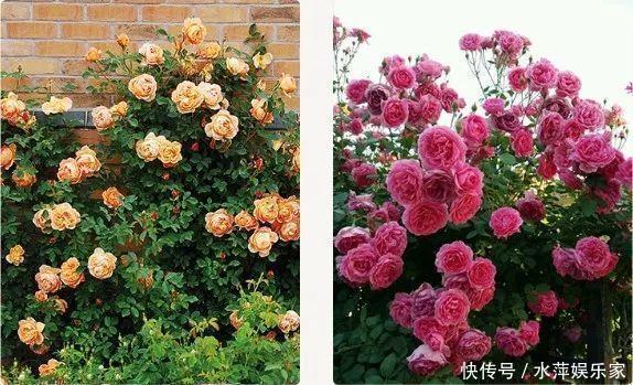 枝条|这3种花现在修剪,下个月花苞满头,今年能开5、6次