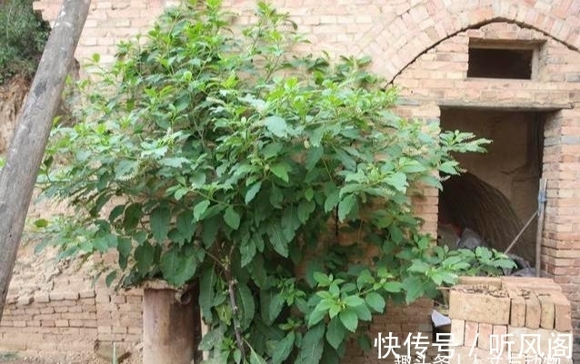 邻居|鸟粪落入8旬老奶奶家中,长出野参树邻居说值10万,到底是真是假