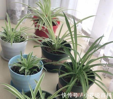 吊兰叶片细长易折断改正几个“小动作”,叶片绿油油,疯长不停!