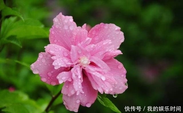 农村|在农村,很多人并不知道这些花是可以吃的,你吃过几种?