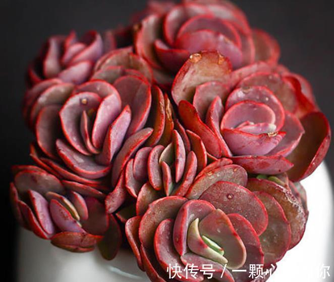 新手养多肉秀妍,做好4件事,叶片红艳美极了,还能养成小老桩