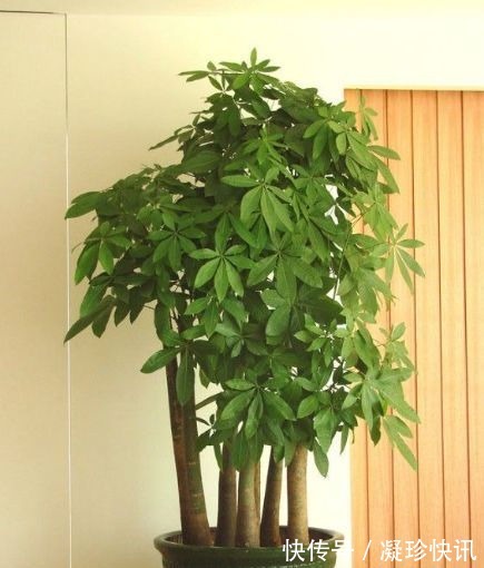 发财树|家庭3种“福气树”,整盆买很贵,不如用根枝条来扦插,30天成活
