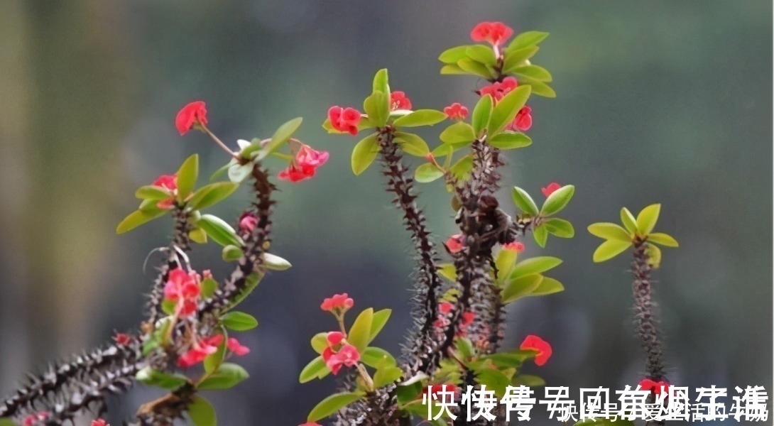 别信卧室养绿植除甲醛，还有这些花一定不要养，否则只有后悔