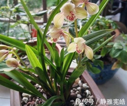 养兰花,“掐准”此4点,植株更长寿、年年开花