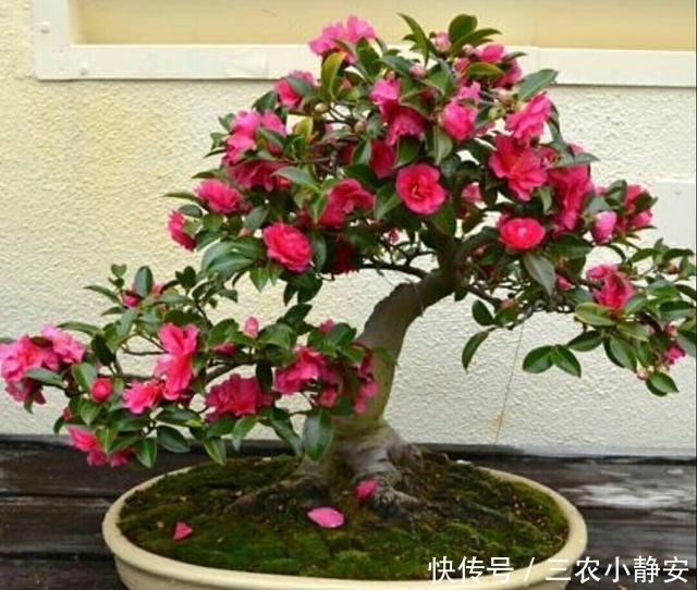 茶花|茶花进入秋季后养护管理很重要, 直接影响到开花质量