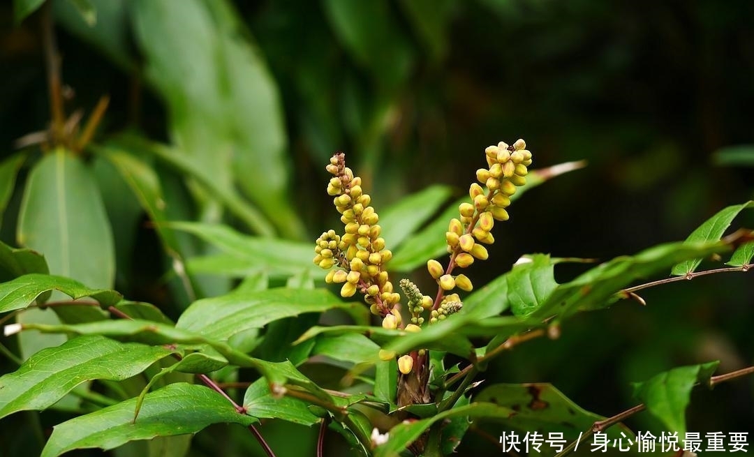 若在山中遇见“它”，请引起重视，别有意破坏，价值高，不允许！