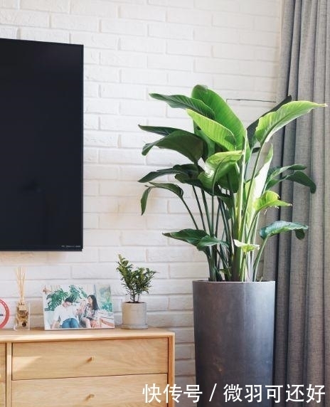 都是“兰花”,这9种便宜又好养,还能开花,比兰花好养10倍