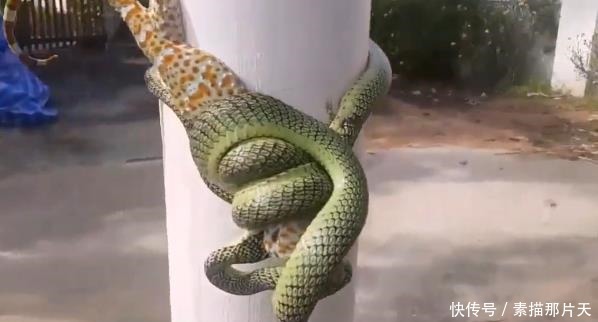 一怪物缠着电线杆纹丝不动 男子好奇前去查看 忍不住大笑起来 快资讯