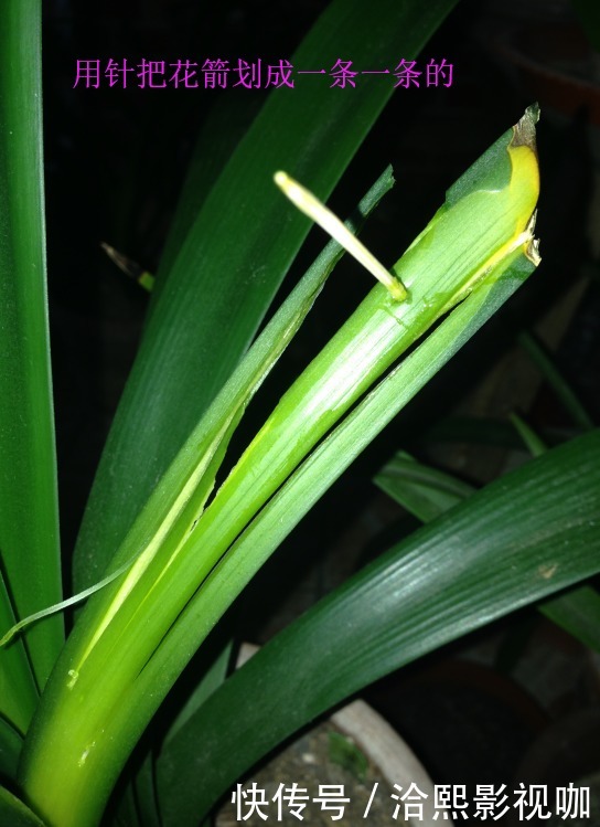 营养|君子兰谢花后,花箭修剪两绝招,营养回流复花率倍增,一直剪错了