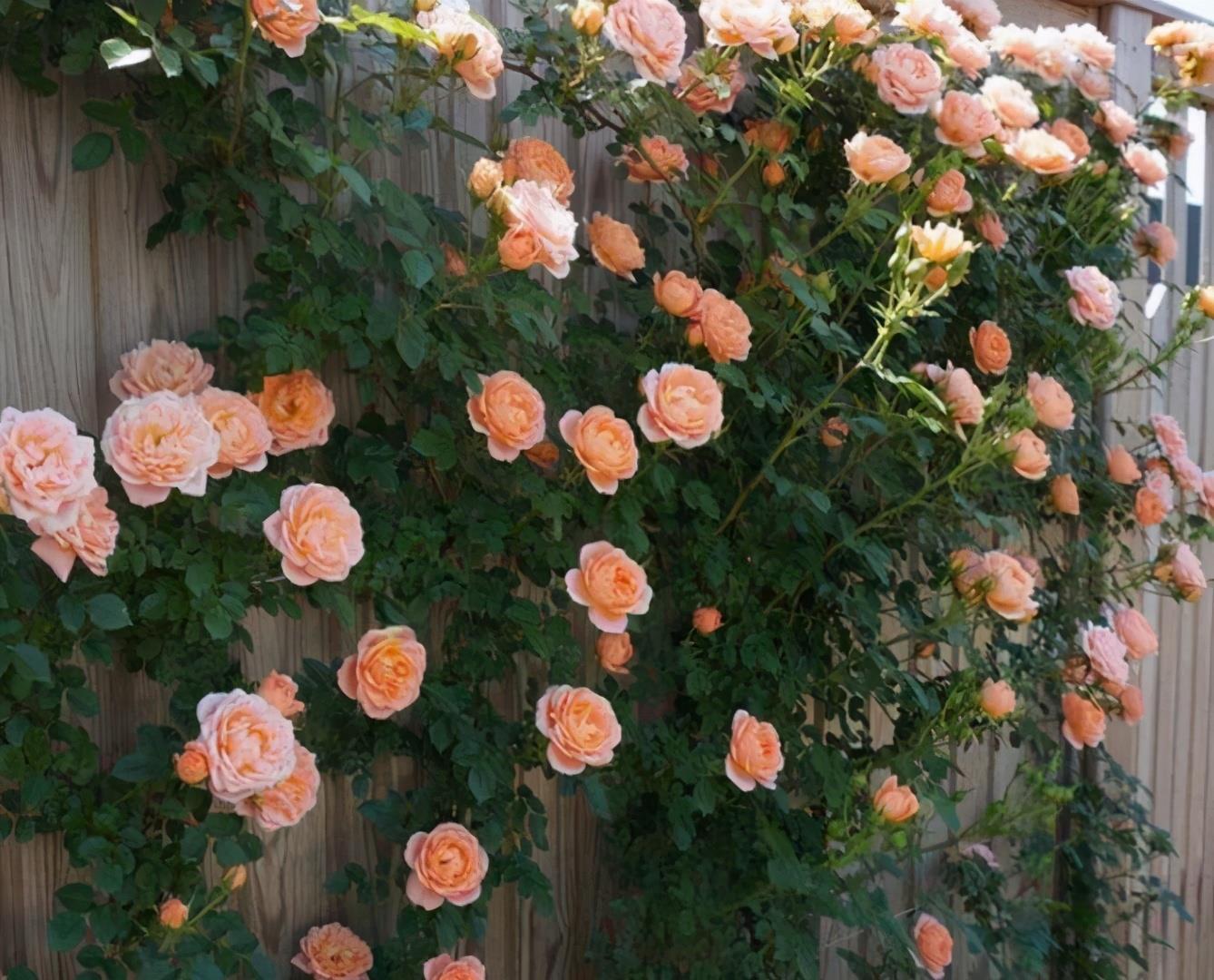 院子别空着,10种藤本月季,总有一种值得你喜欢