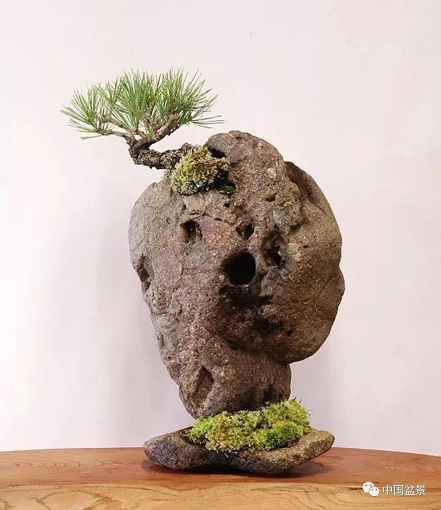 极品附石山松盆景,见过的人都忍不住竖起大拇指!