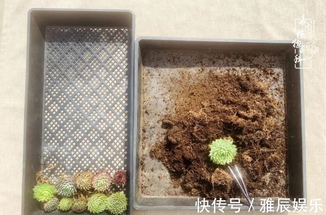 框子|这多肉拼盘这么仙!如何制作达人手把手教你制作长生草拼盘!