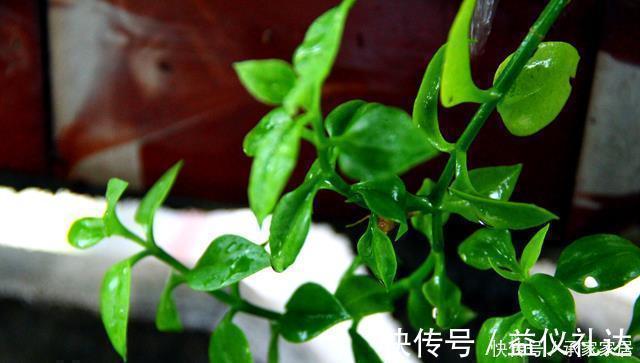 家里养花就养它，扔个枝条就生芽，长出大盆的菜，开出满满的花