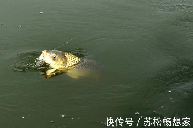 垂钓前怎样配置鱼线,是每一位钓鱼人都该掌握的技巧!