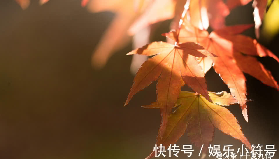 父母|“你跟你岳父母要一套房送你弟弟怎么了”儿子回复,父母后悔莫及