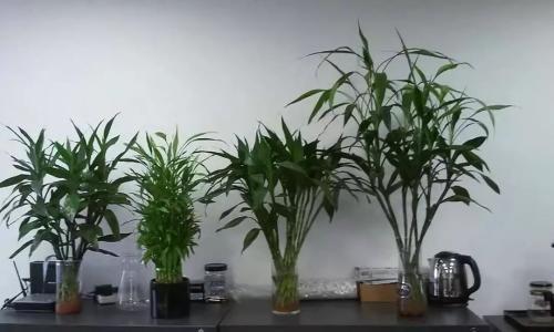 别再把这东西扔了，用来养花，不烂根，花多叶绿，比花肥强！