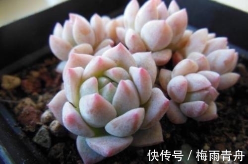 最像玫瑰花的8款多肉,小球玫瑰颜值最高,山地玫瑰最好养