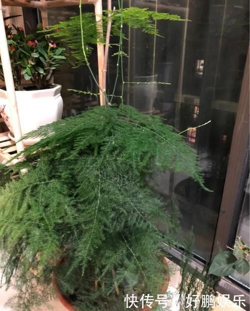 4种不同风格的花,谁见了都爱养,各有各的气质