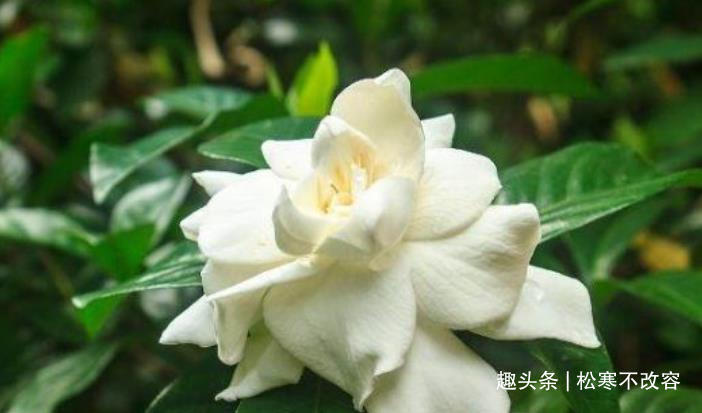 石竹花|家里养这几款植物,给点水就长得好,招财进宝、财源滚滚