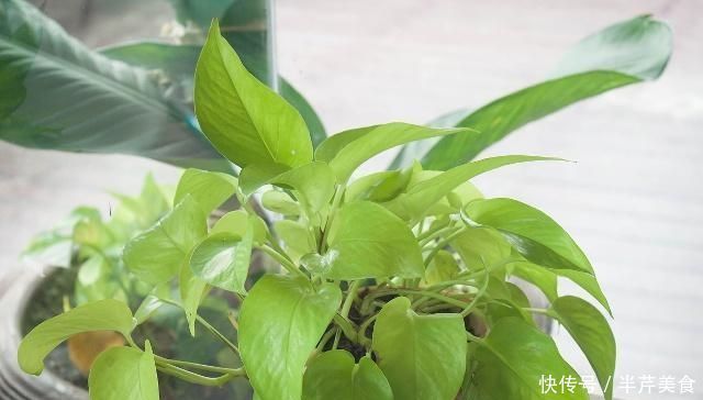 红糖扔进花盆中,原来这么厉害,现在知道还不晚,回家试试