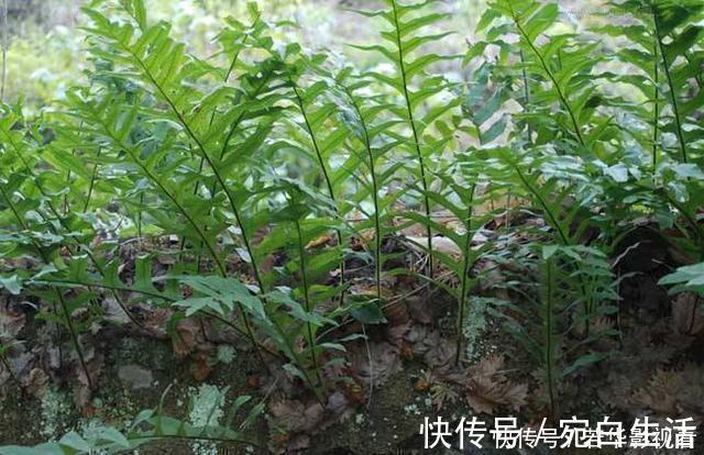 采摘|这种野草很珍贵,喜欢附大树上生长,现在很少见人称“槲蕨”